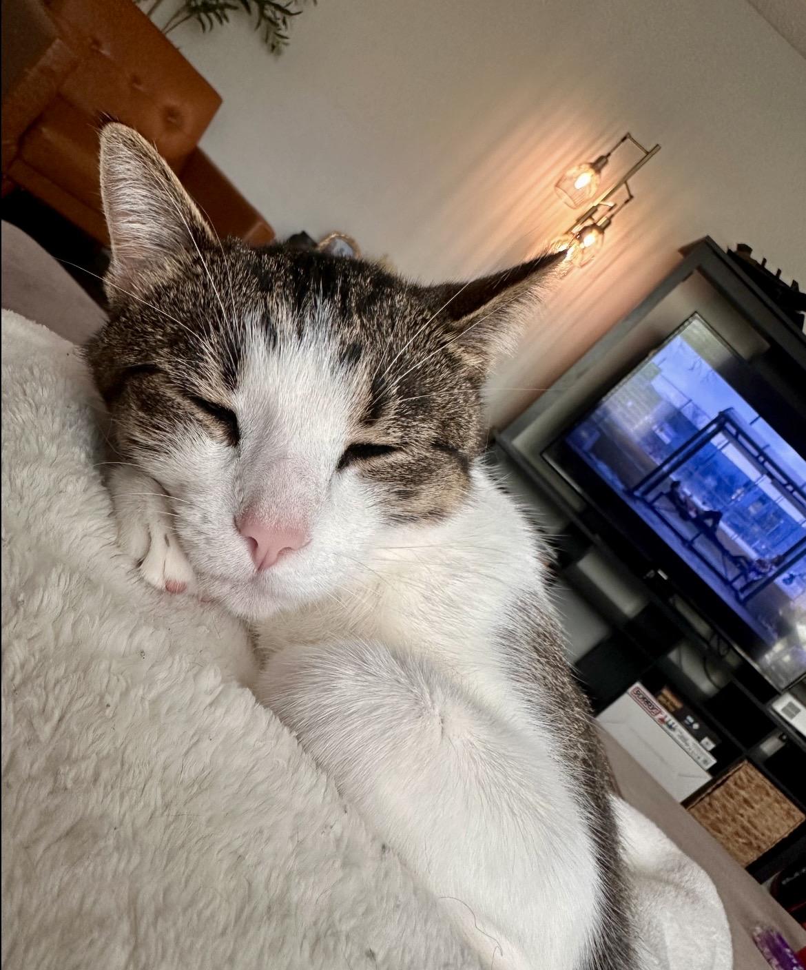 Enlarge Gum-Beaux & Millie, a Adoptable Domestic Short Hair in Cincinnati, OH image 6/6