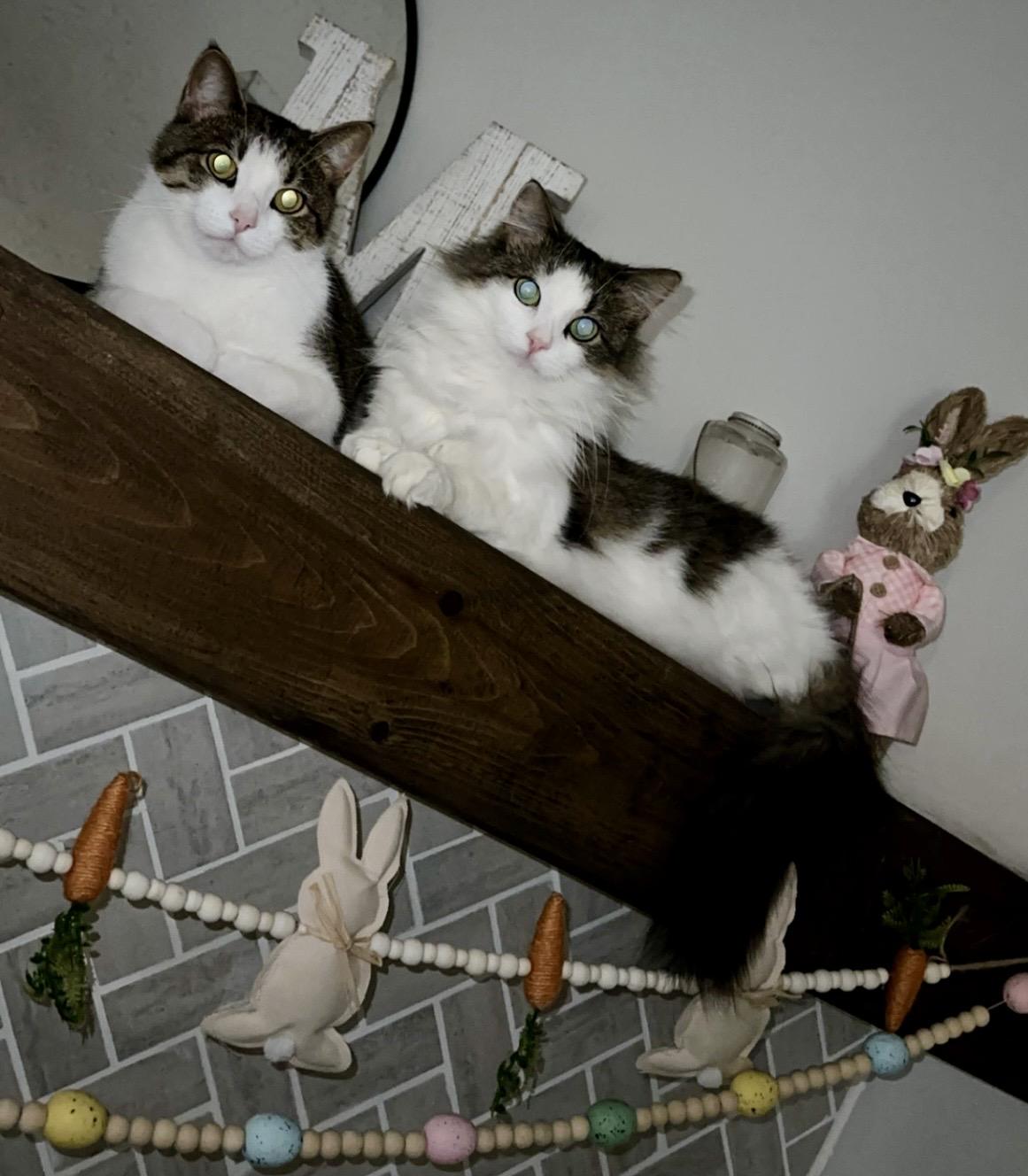 Enlarge Gum-Beaux & Millie, a Adoptable Domestic Short Hair in Cincinnati, OH image 4/6