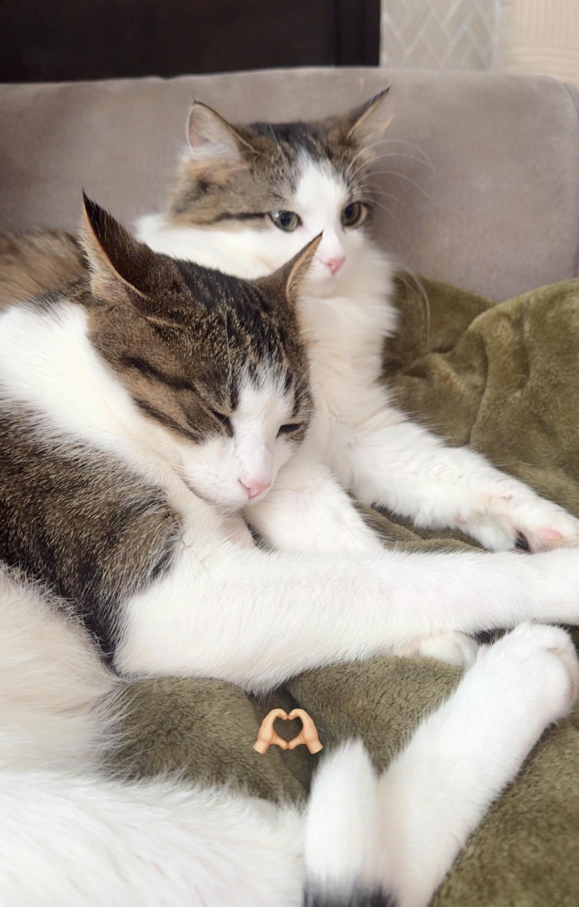 Gum-Beaux & Millie, Adoptable, Adult Male Domestic Short Hair.