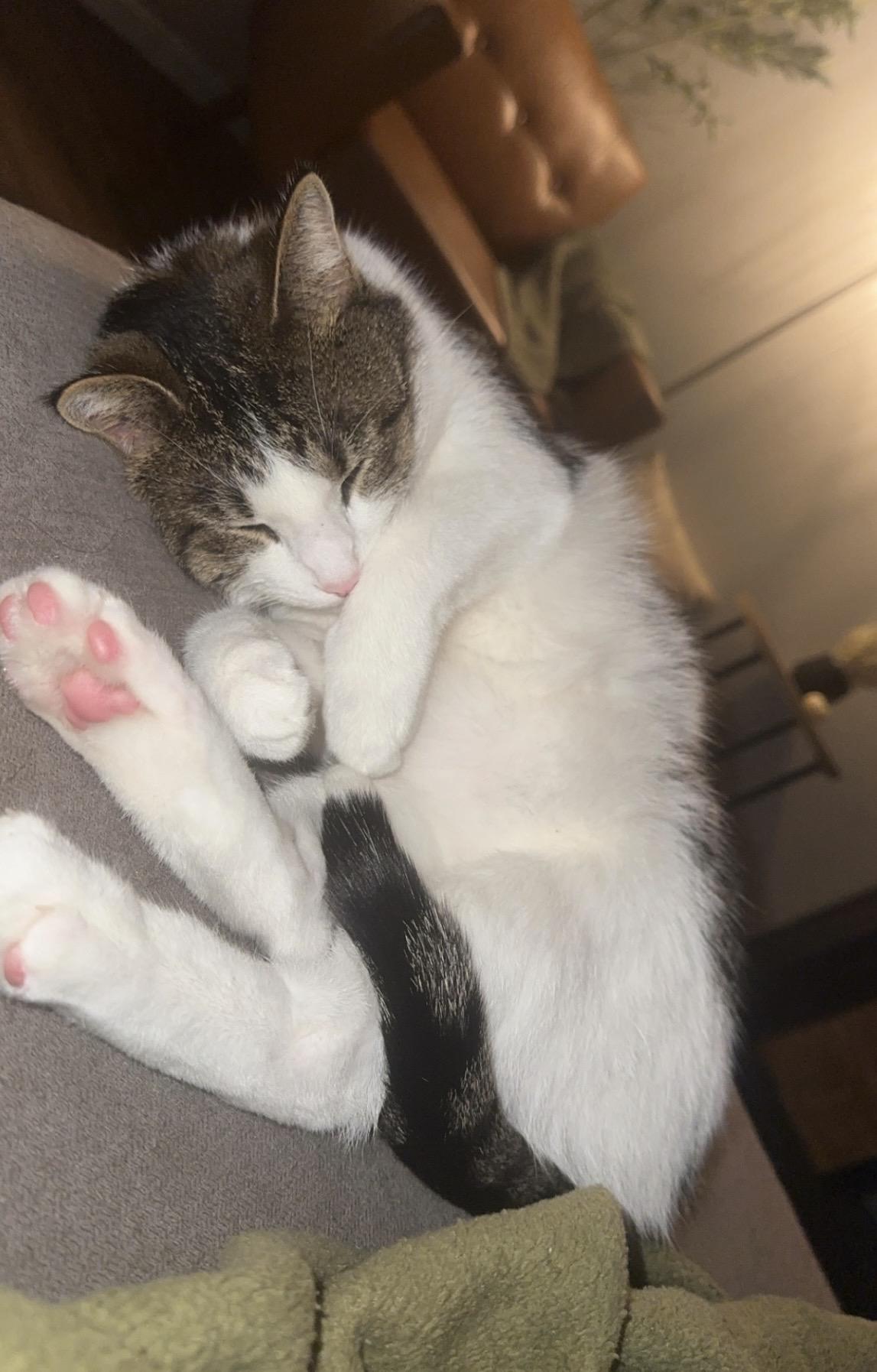 Enlarge Gum-Beaux & Millie, a Adoptable Domestic Short Hair in Cincinnati, OH image 3/6