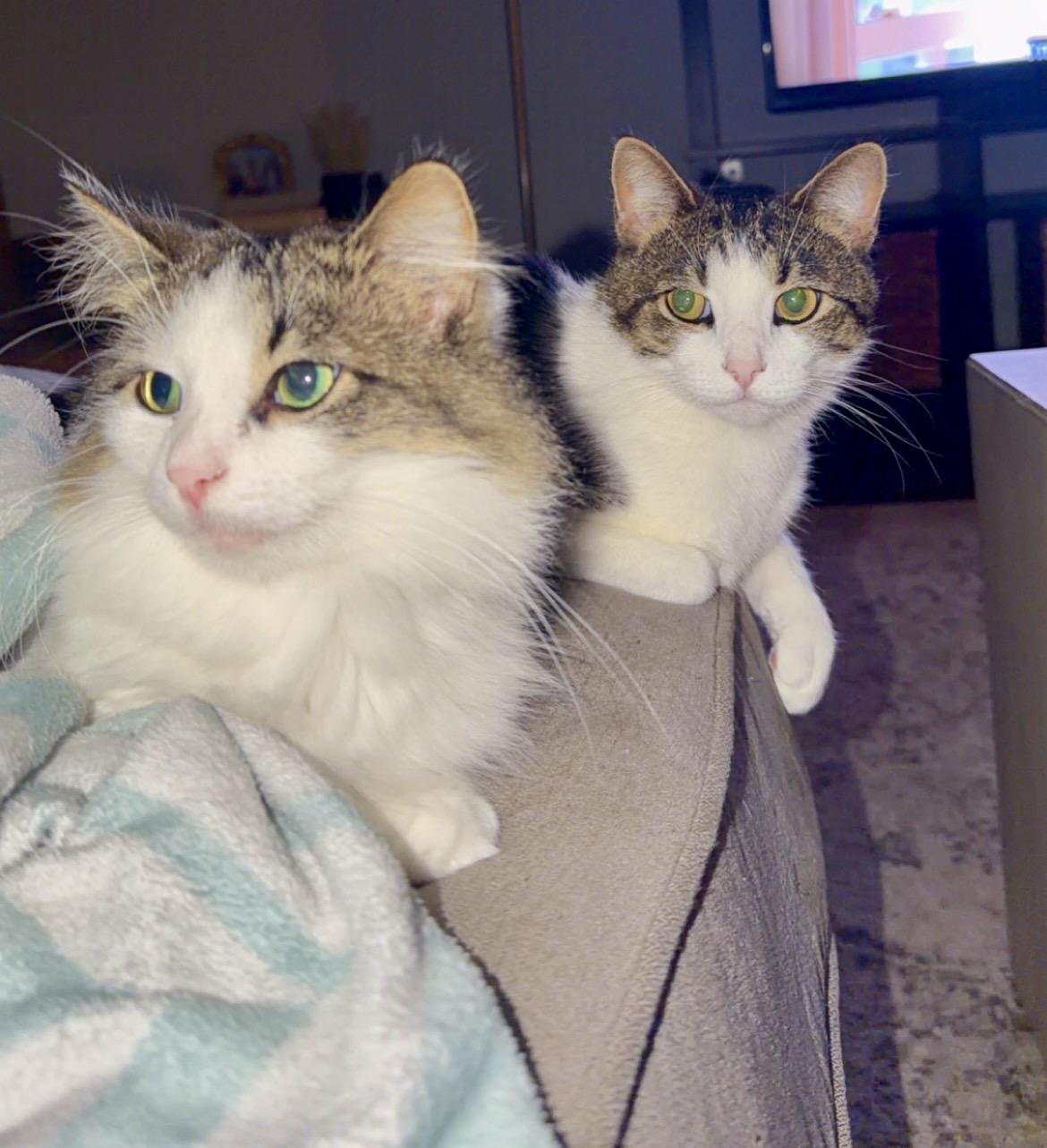 Enlarge Gum-Beaux & Millie, a Adoptable Domestic Short Hair in Cincinnati, OH image 2/6