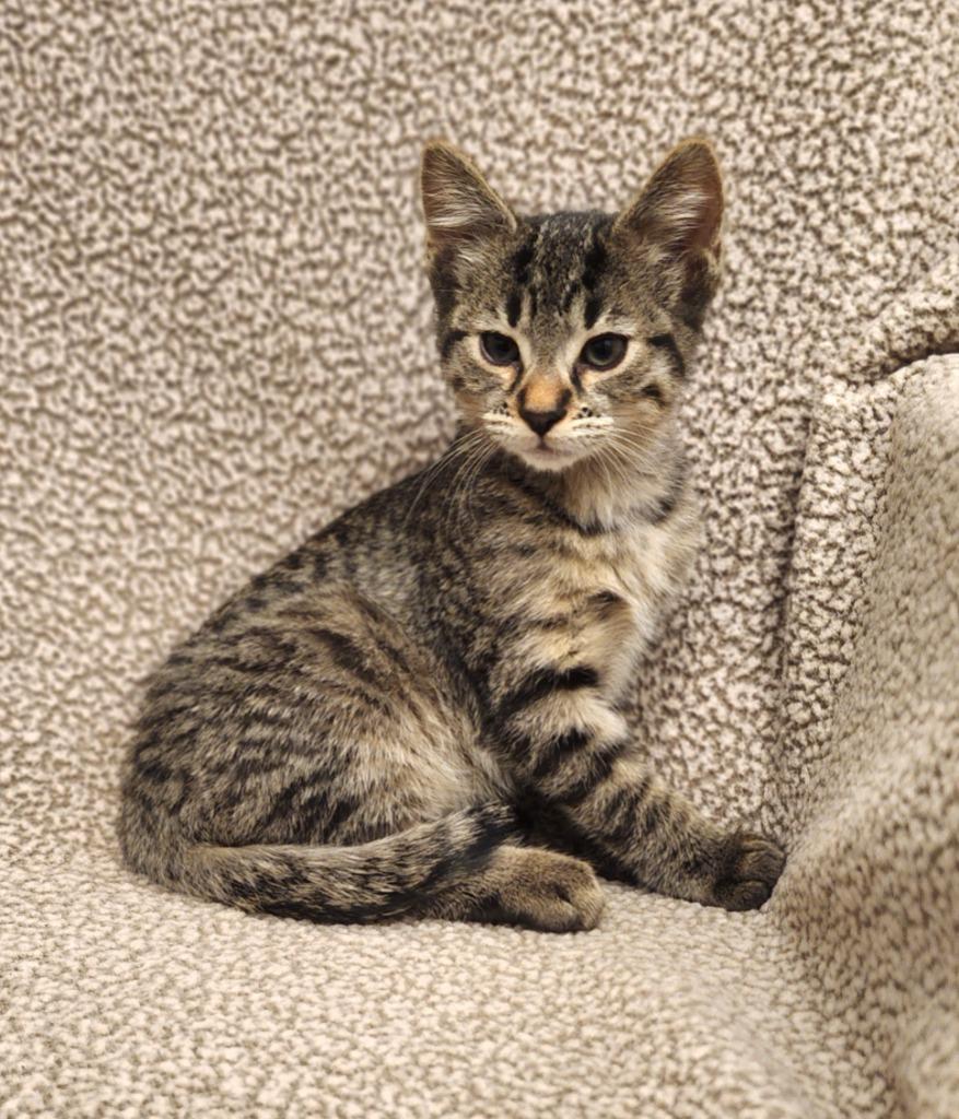 Atticus, Adoptable, Kitten Male Domestic Short Hair.