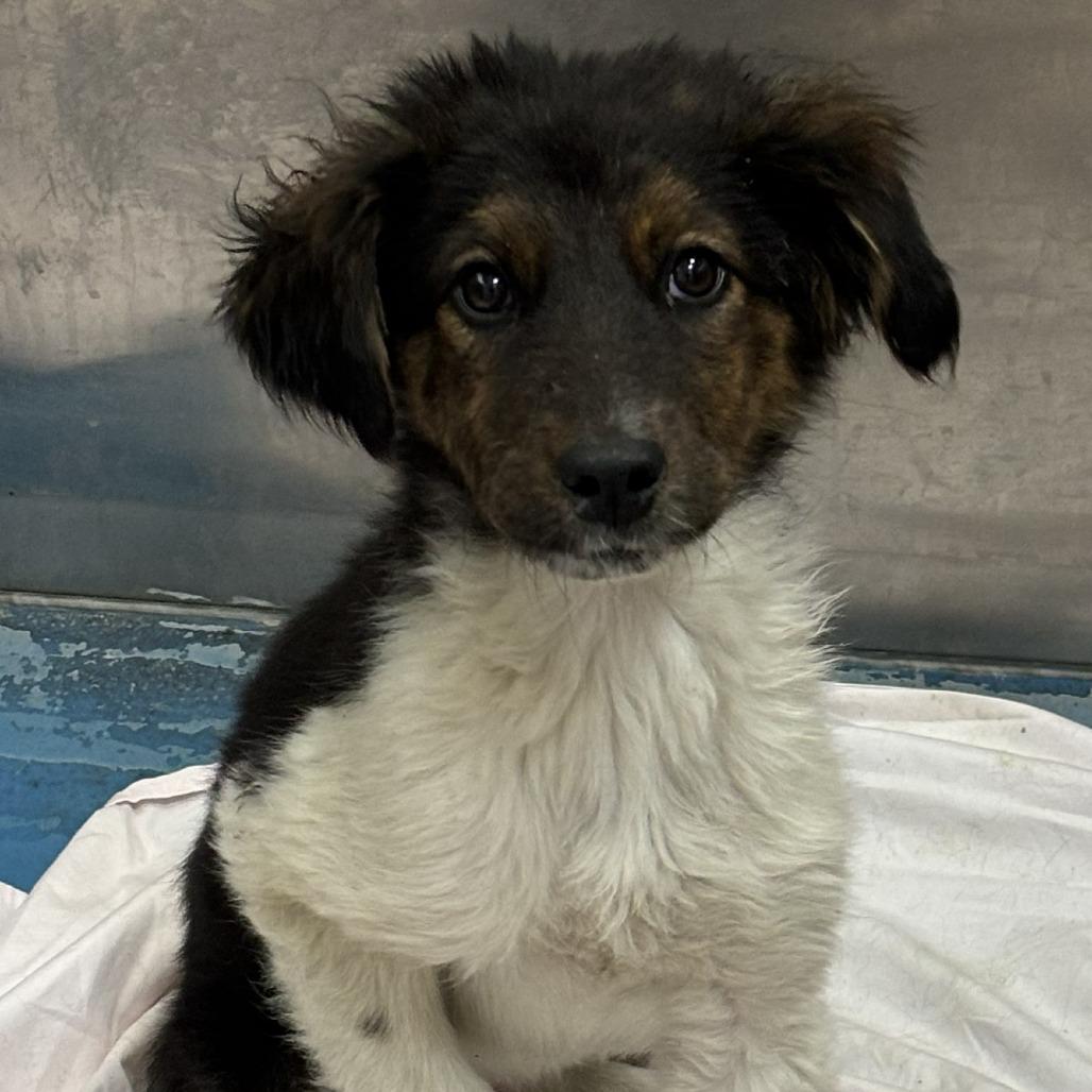 Wacko, Adoptable, Young Male Australian Shepherd & Mixed Breed.