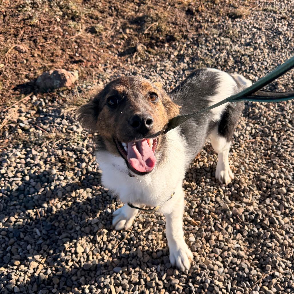 Enlarge Wacko, a Adoptable mixed breed in Pagosa Springs, CO image 2/2