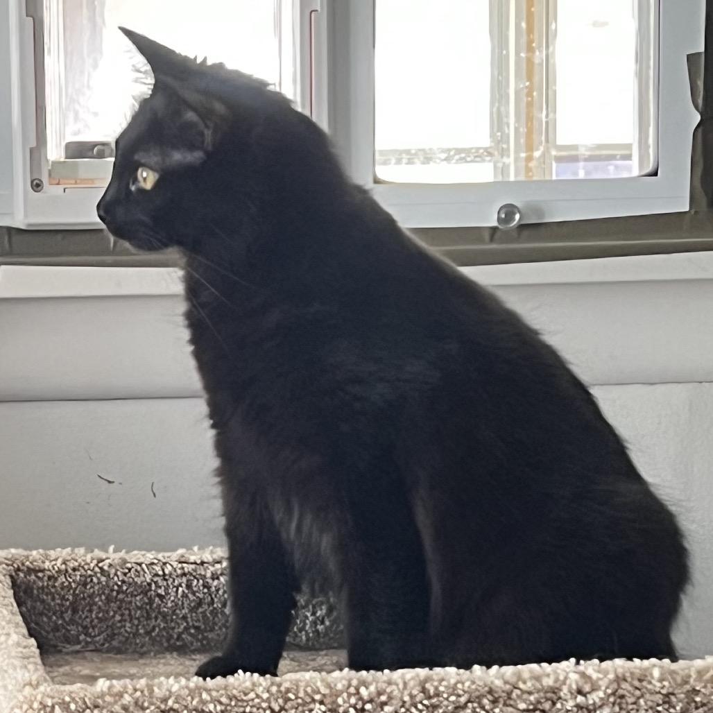 Enlarge Dahlia, a Adoptable Domestic Medium Hair in Washington, PA image 1/3