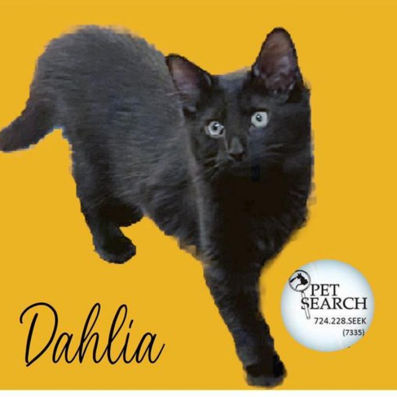 Enlarge Dahlia, a Adoptable Domestic Medium Hair in Washington, PA image 2/3