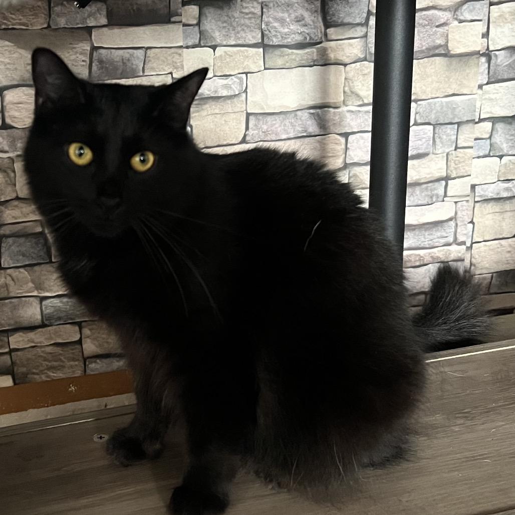 Enlarge Dahlia, a Adoptable Domestic Medium Hair in Washington, PA image 3/3