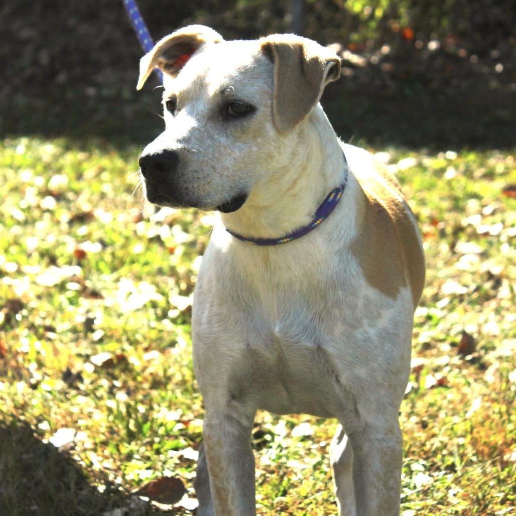 Rowdy (Formerly MC Hammer), a Adoptable mixed breed in Warrensburg, MO image 2/6