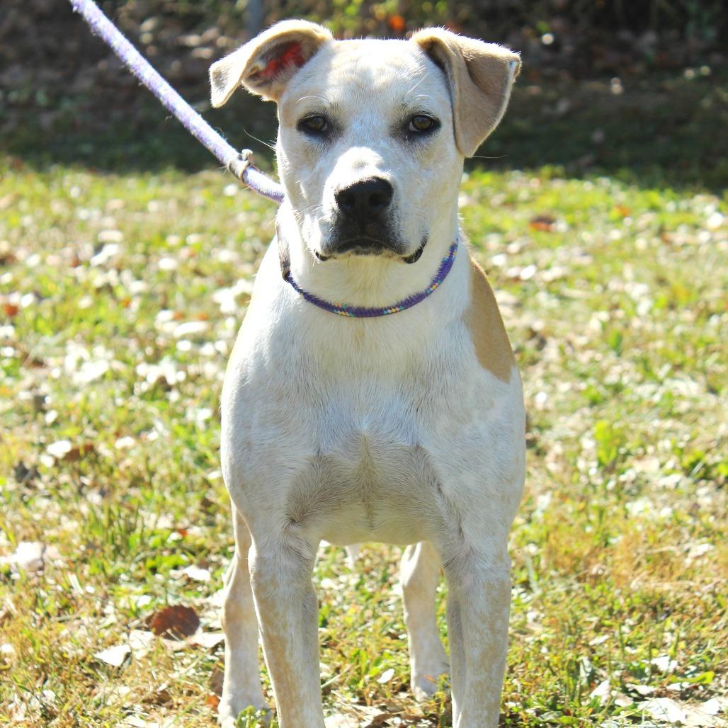Rowdy (Formerly MC Hammer), a Adoptable mixed breed in Warrensburg, MO image 4/6