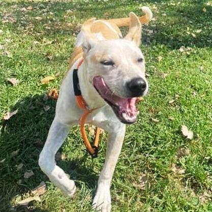 Enlarge Rowdy (Formerly MC Hammer), a Adoptable mixed breed in Warrensburg, MO image 4/6