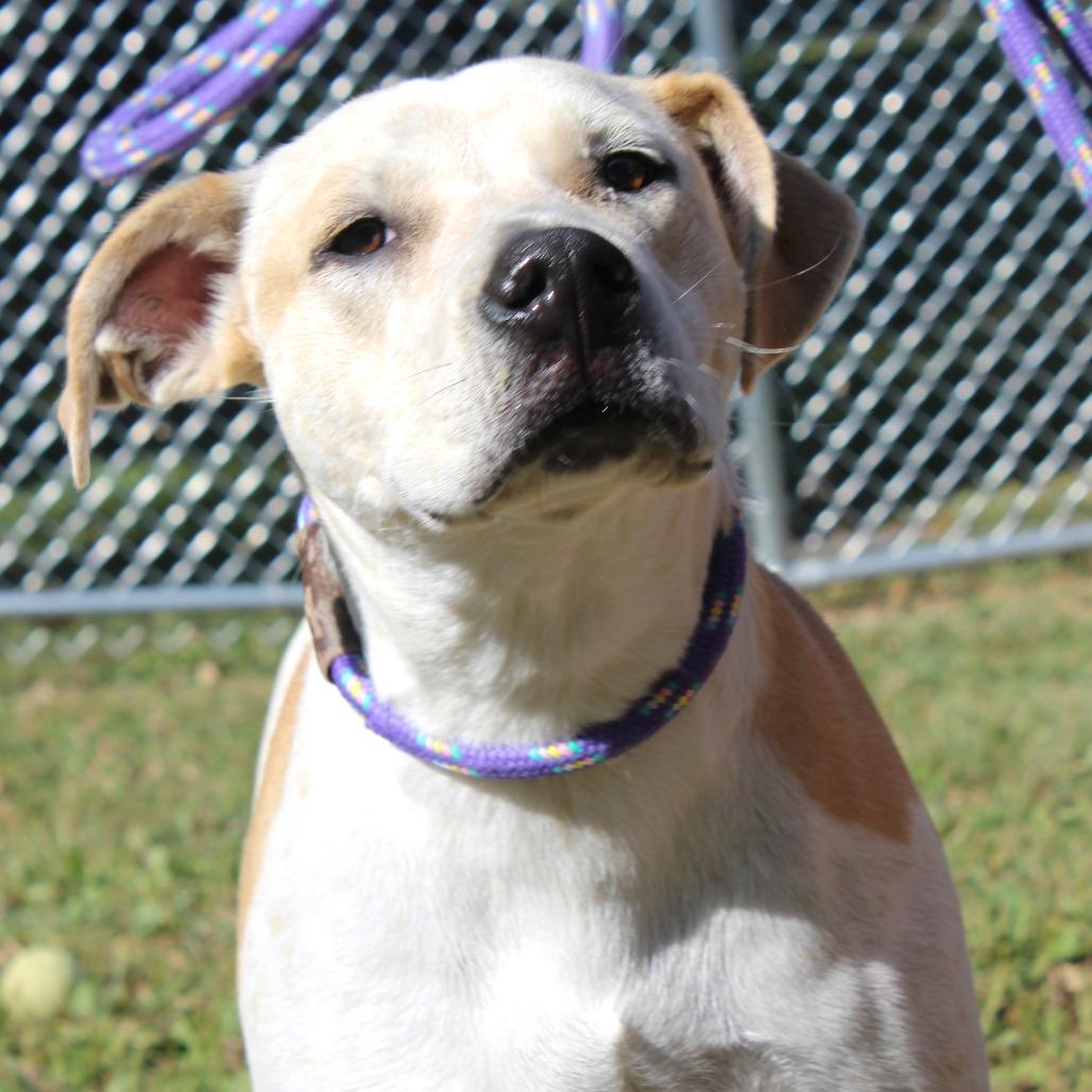 Enlarge Rowdy (Formerly MC Hammer), a Adoptable mixed breed in Warrensburg, MO image 5/6