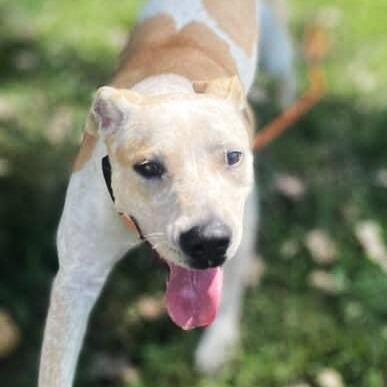 Enlarge Rowdy (Formerly MC Hammer), a Adoptable mixed breed in Warrensburg, MO image 6/6