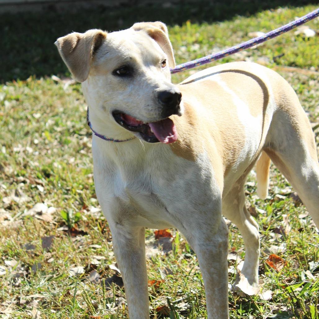 Rowdy (Formerly MC Hammer), a Adoptable mixed breed in Warrensburg, MO image 6/6