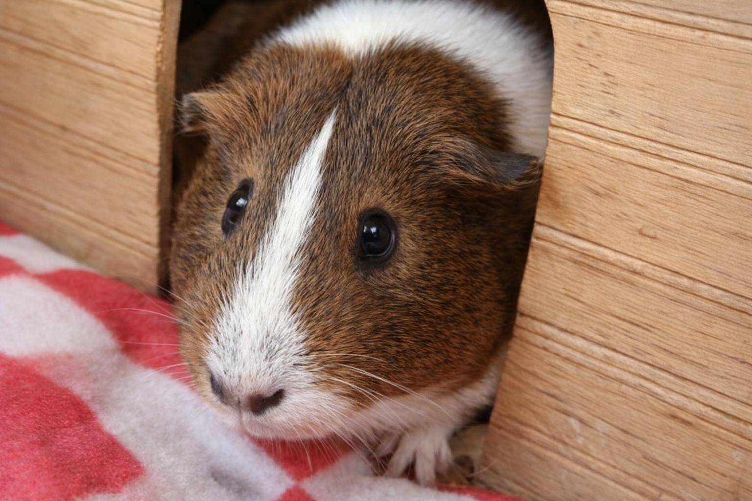Violet *Bonded to Iris*, Adopted, Adult Female Guinea Pig.