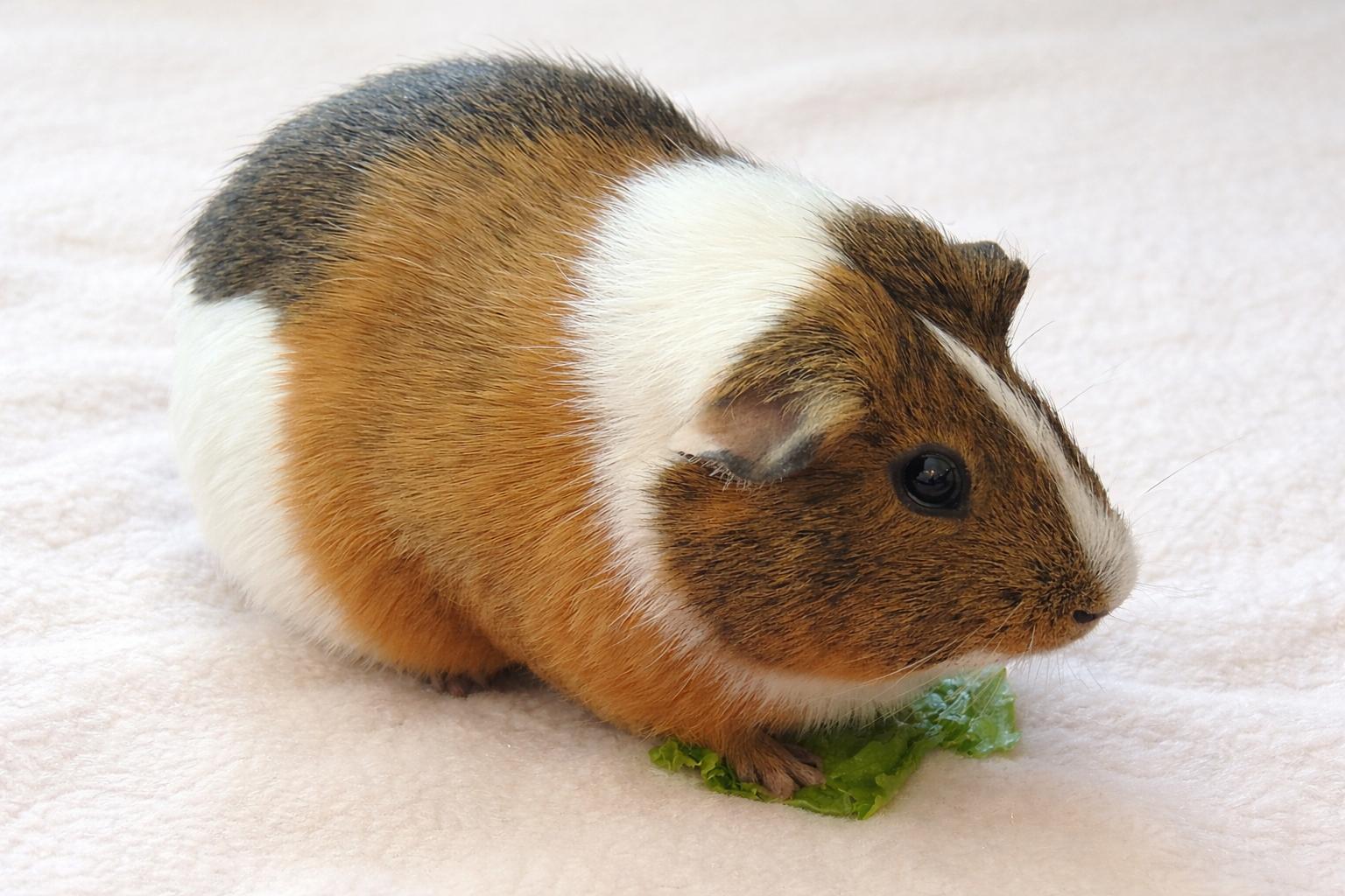 Enlarge Violet *Bonded to Iris*, a Adopted Guinea Pig in Marshfield, WI image 2/2
