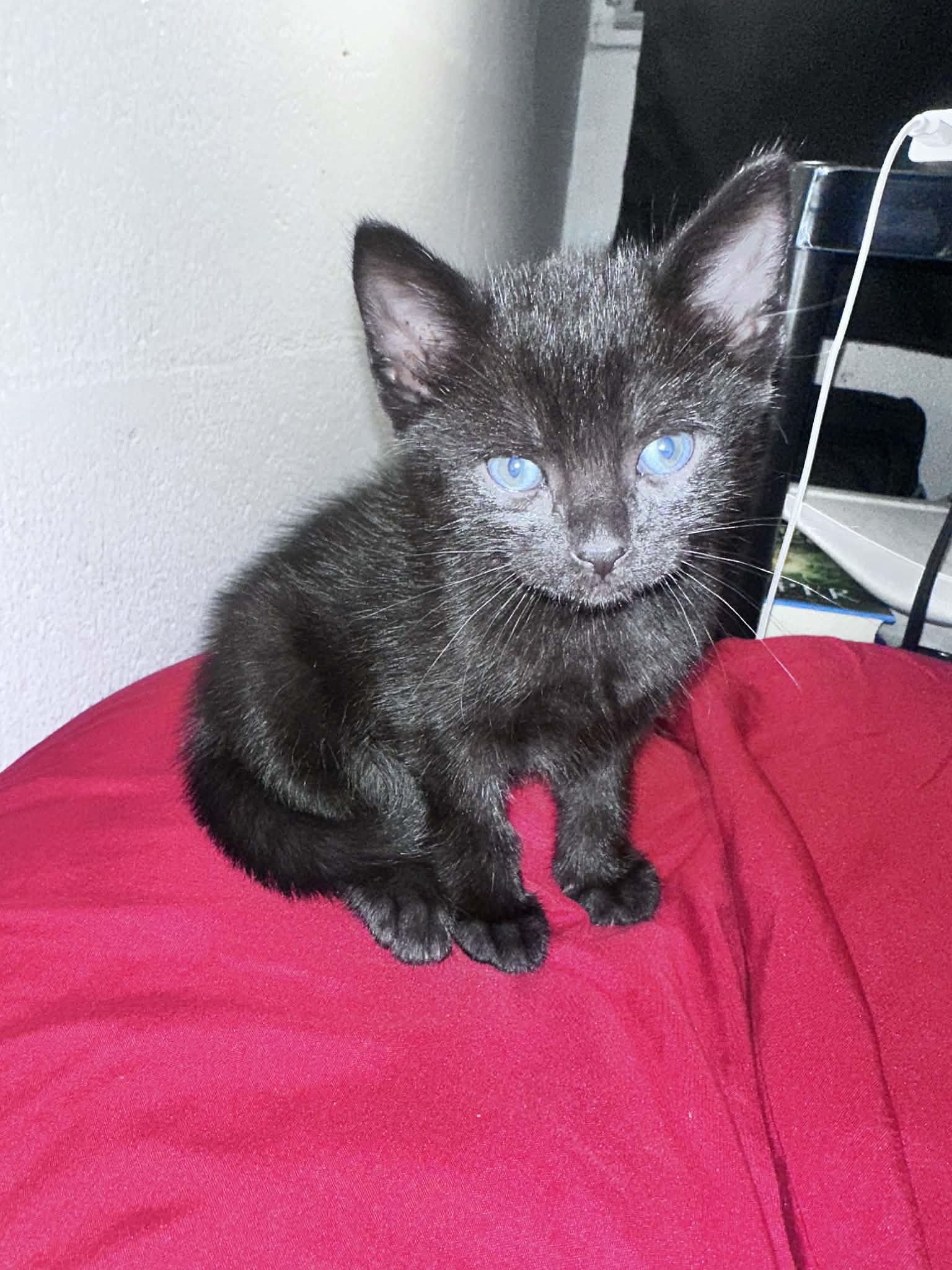 Enlarge Onyx, a Adoptable Domestic Short Hair in Honolulu, HI image 3/3