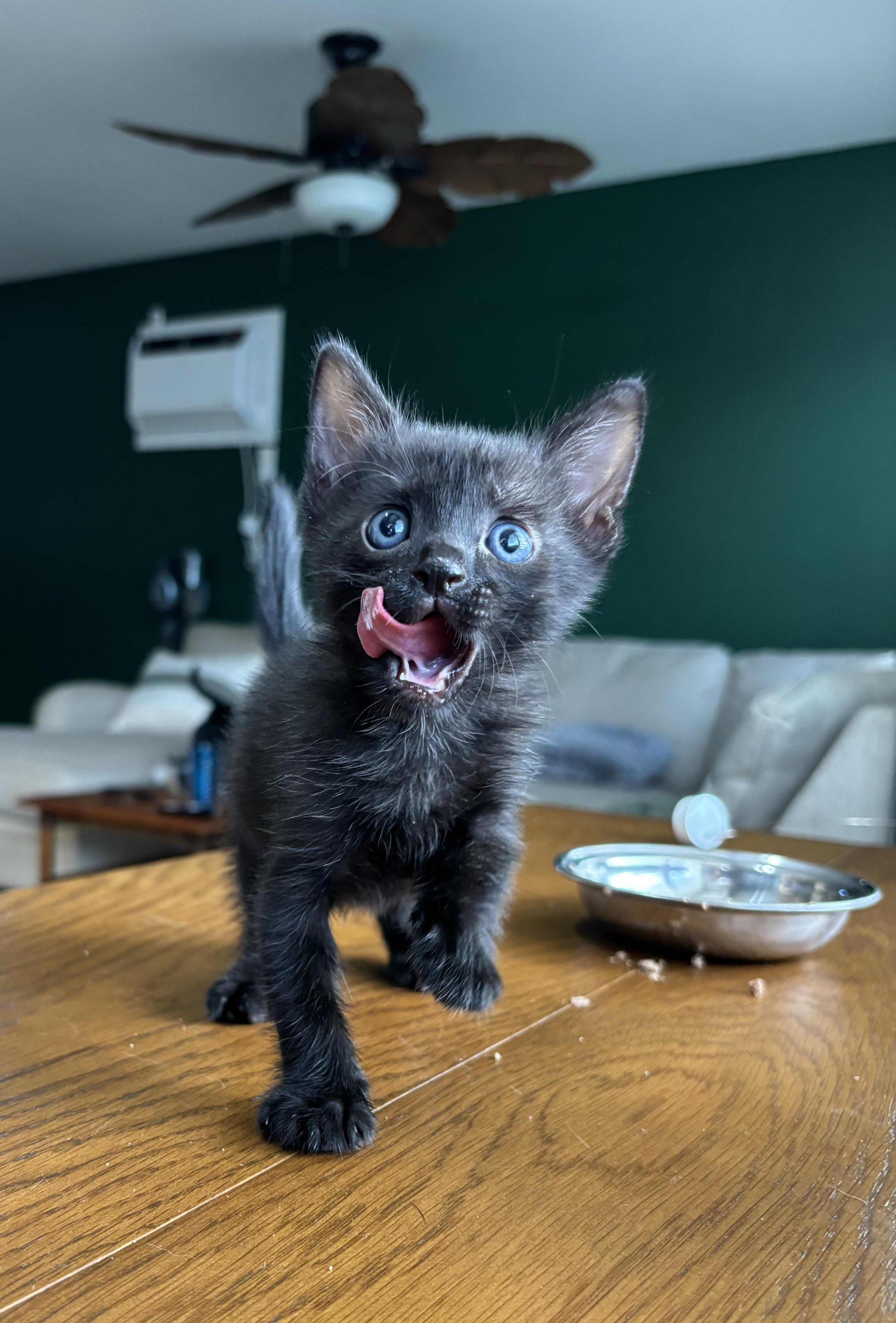 Enlarge Onyx, a Adoptable Domestic Short Hair in Honolulu, HI image 1/3