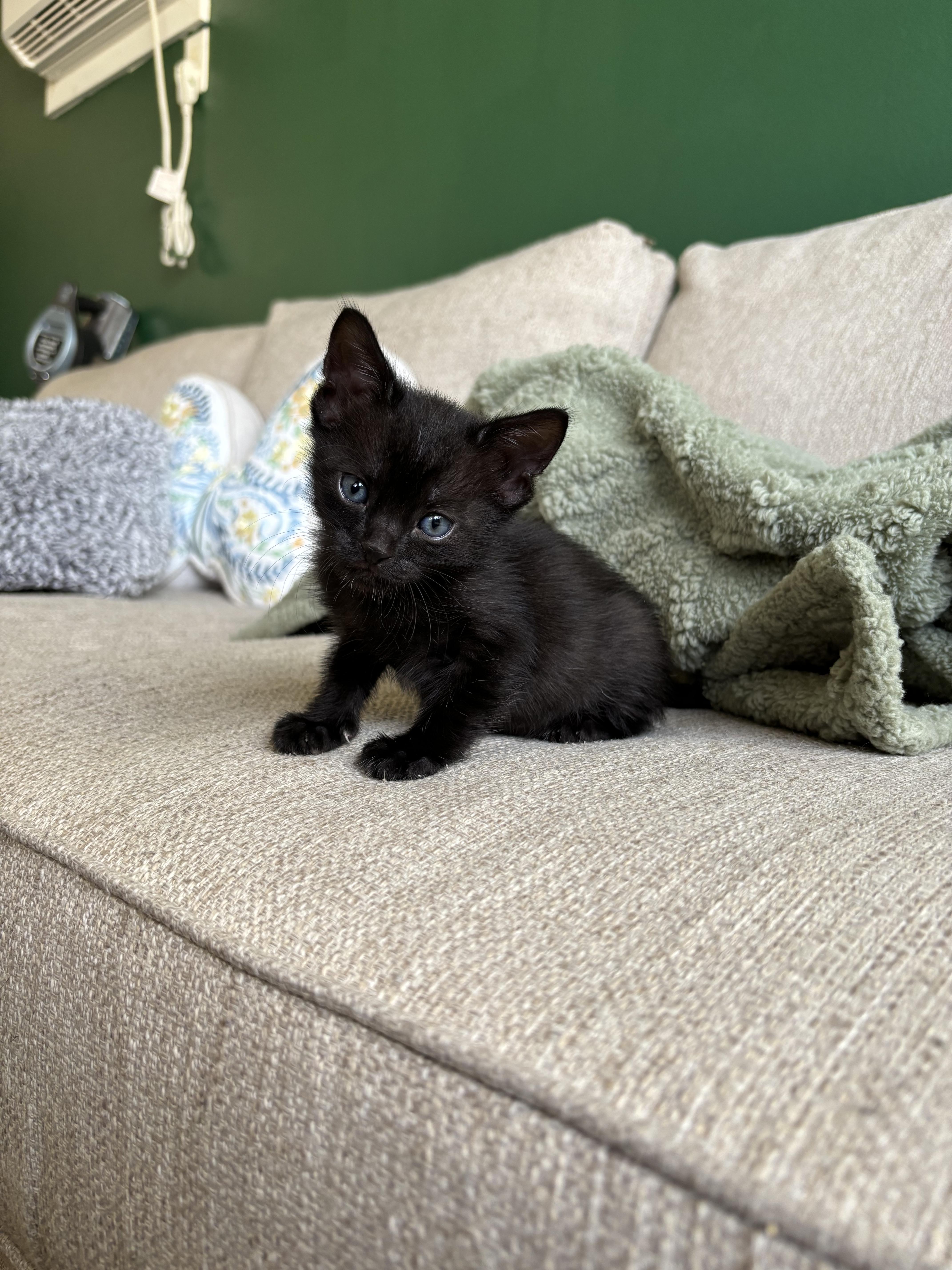 Enlarge Onyx, a Adoptable Domestic Short Hair in Honolulu, HI image 2/3