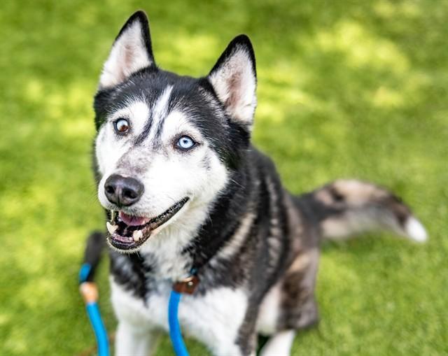 Enlarge MARSHMELLOW, a Adoptable Siberian Husky in San Jose, CA image 1/1
