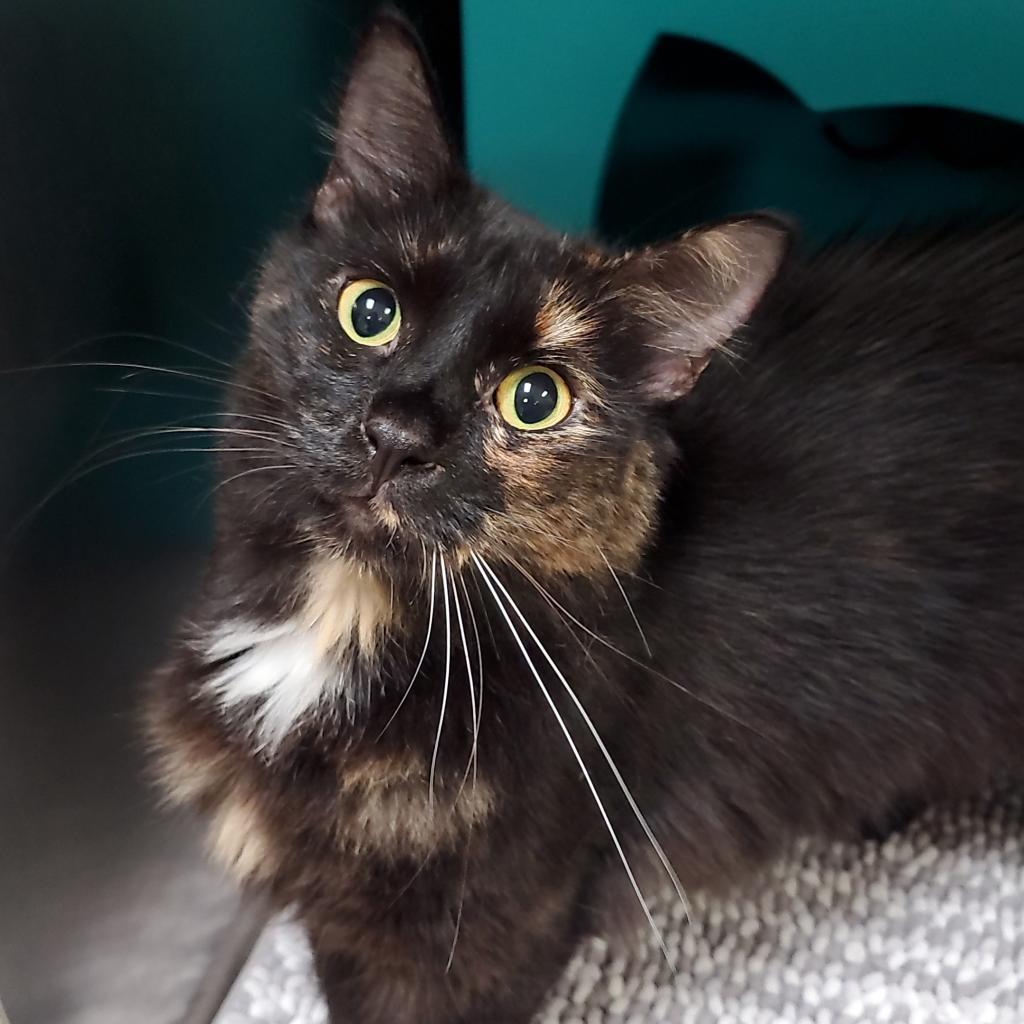 Lily, Adoptable, Adult Female Domestic Long Hair & Mixed Breed.