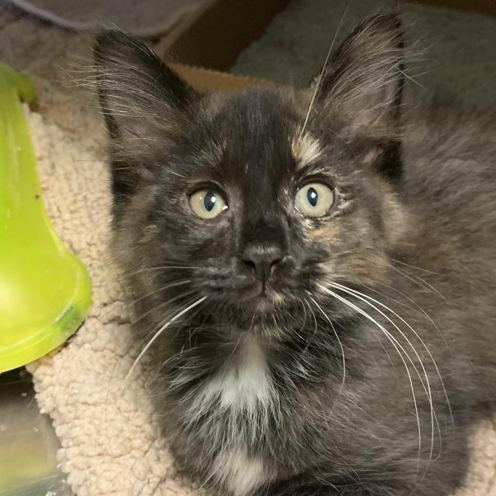Enlarge Lily, a Adoptable mixed breed in Titusville, FL image 2/3