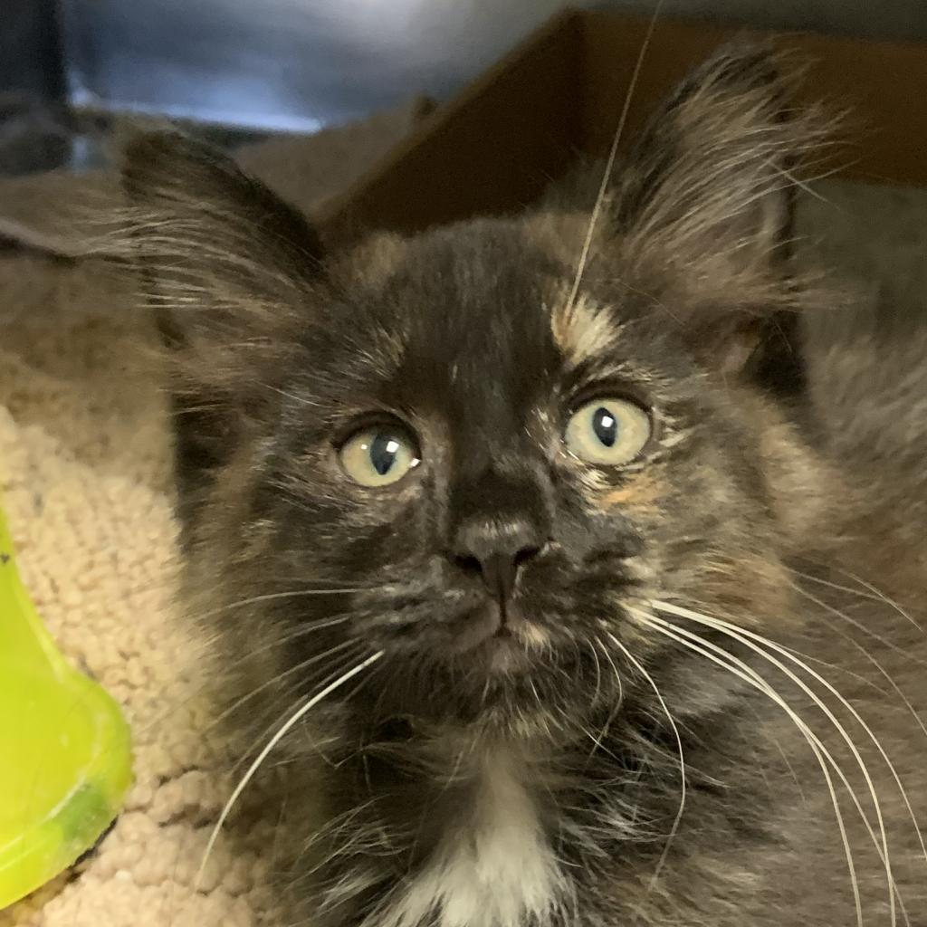 Enlarge Lily, a Adoptable mixed breed in Titusville, FL image 3/3