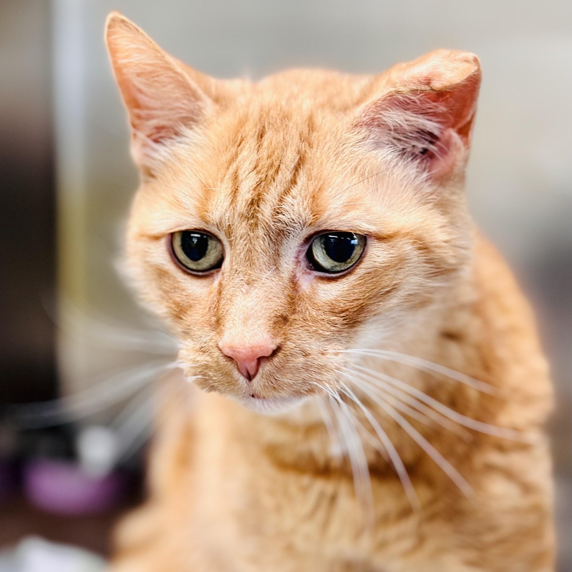 Enlarge Andy, a ADOPTABLE Domestic Short Hair in Jackson, NJ image 2/2