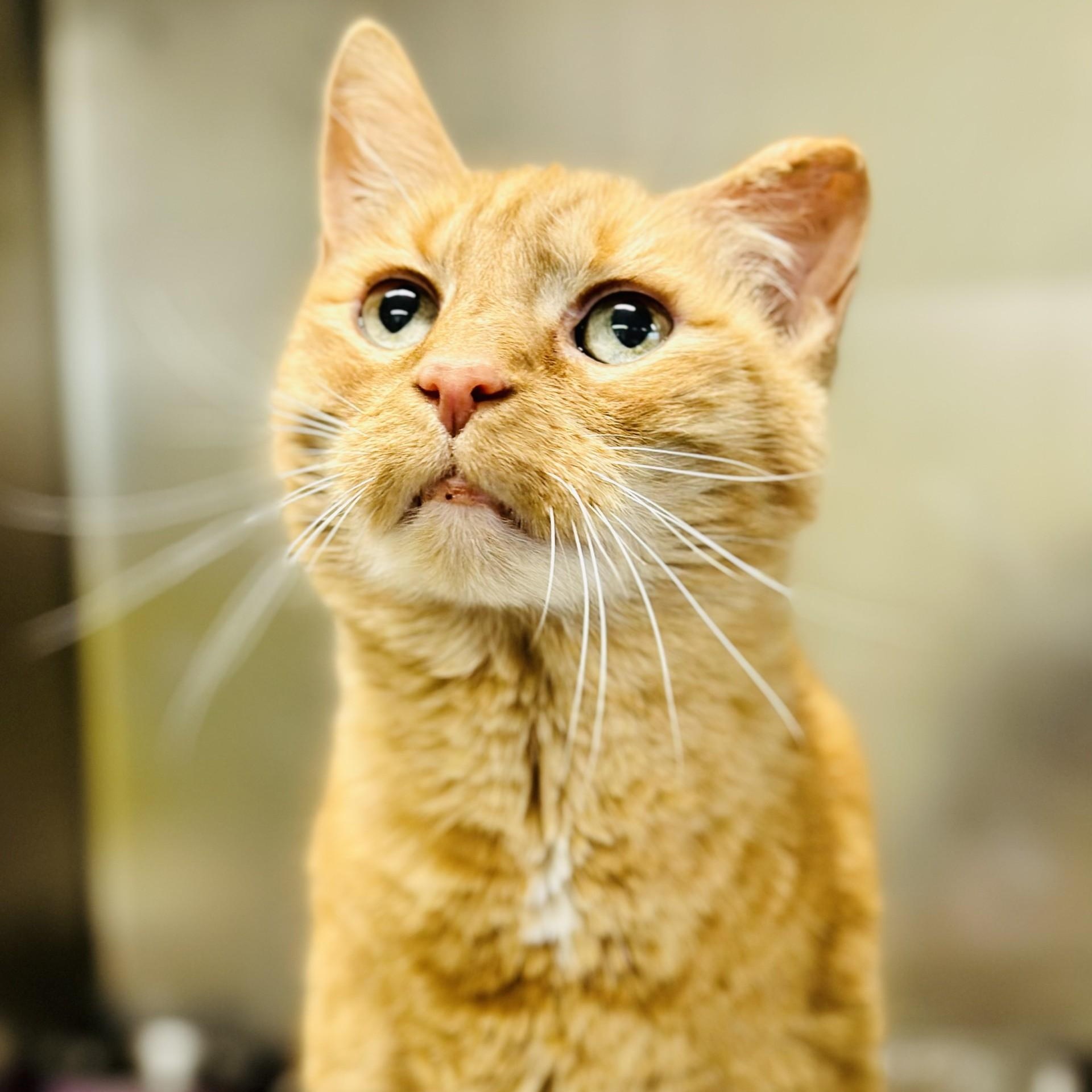 Andy, ADOPTABLE, Senior Male Domestic Short Hair.