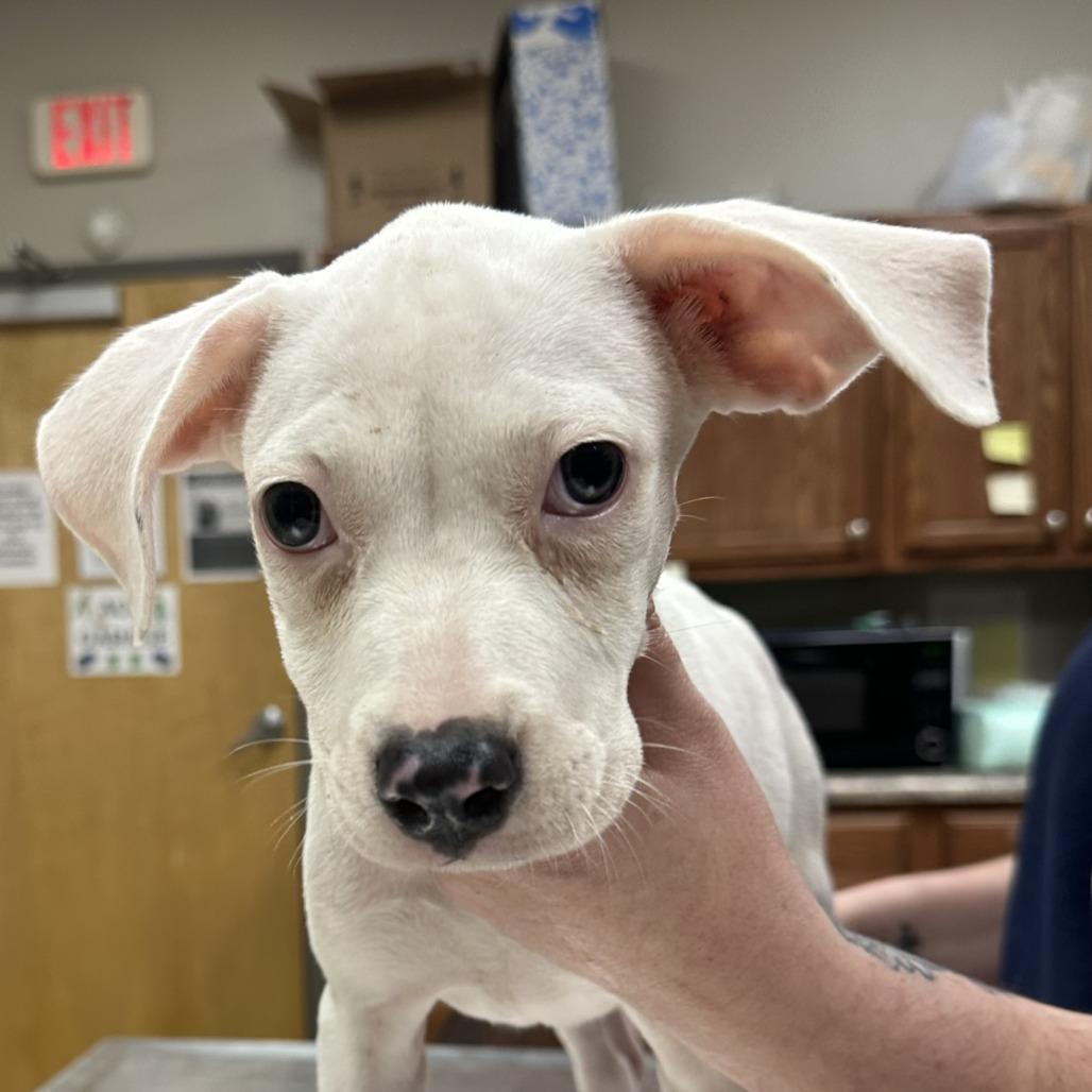 Pearl - 120202T-2, Adoptable, Young Female Pit Bull Terrier.