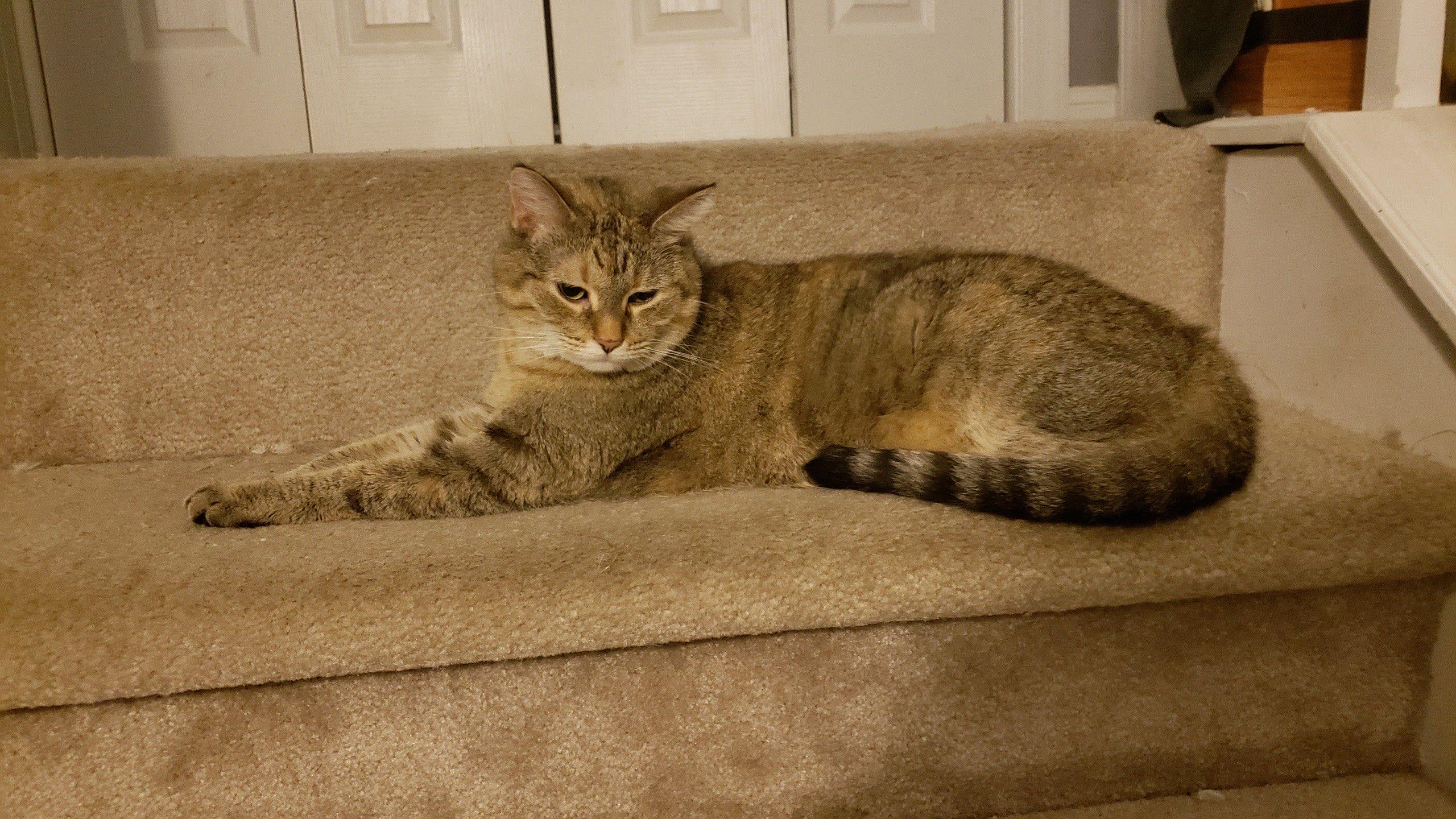 Enlarge Muffin, a ADOPTABLE Domestic Short Hair in Nashville, TN image 1/1