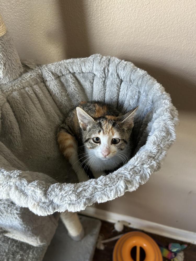 Enlarge Tutti Frutti, a Adoptable Domestic Short Hair in Orlando, FL image 1/6