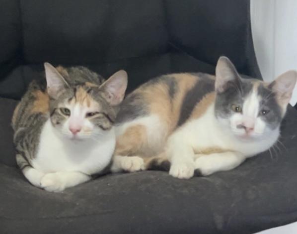 Enlarge Tutti Frutti, a Adoptable Domestic Short Hair in Orlando, FL image 2/6