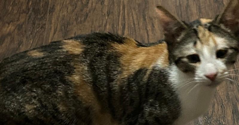 Enlarge Tutti Frutti, a Adoptable Domestic Short Hair in Orlando, FL image 3/6