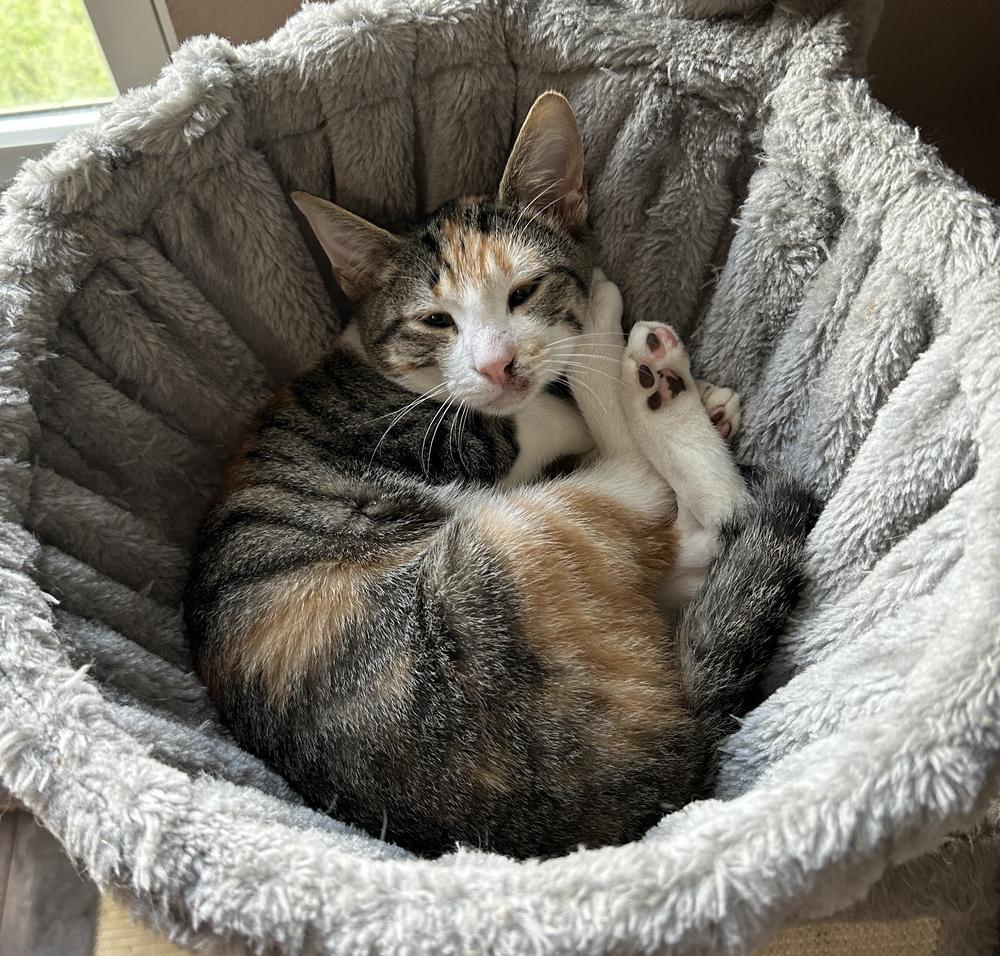 Enlarge Tutti Frutti, a Adoptable Domestic Short Hair in Orlando, FL image 4/6