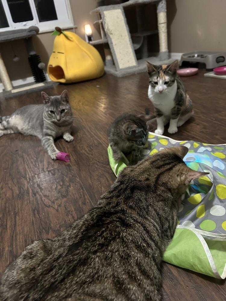 Enlarge Tutti Frutti, a Adoptable Domestic Short Hair in Orlando, FL image 5/6