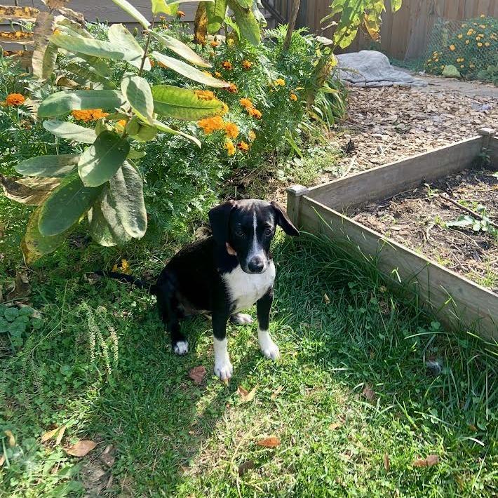 Polly D71500, Adoptable, Puppy Female Beagle & Mixed Breed.