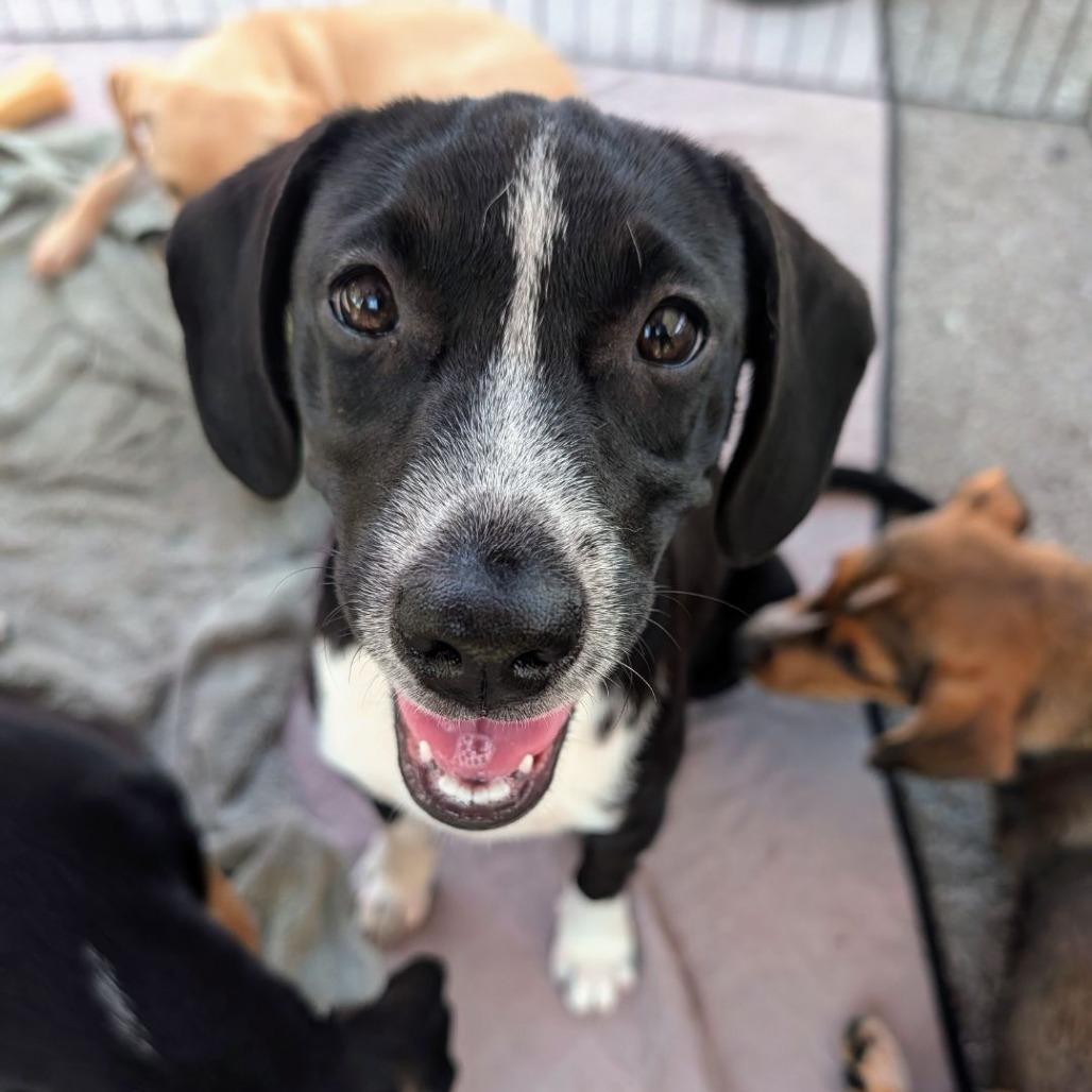 Enlarge Polly D71500, a Adoptable mixed breed in Minnetonka, MN image 2/6