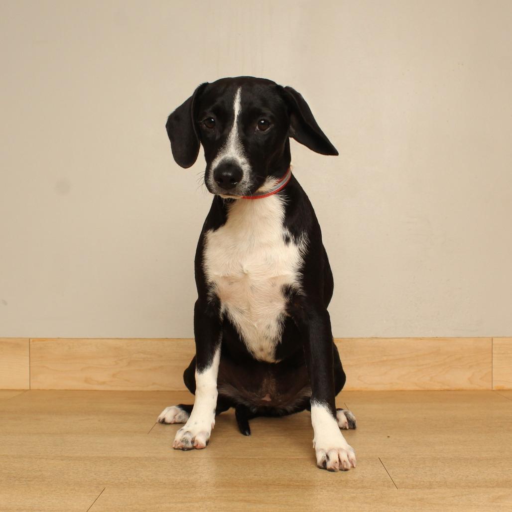 Enlarge Polly D71500, a Adoptable mixed breed in Minnetonka, MN image 3/6