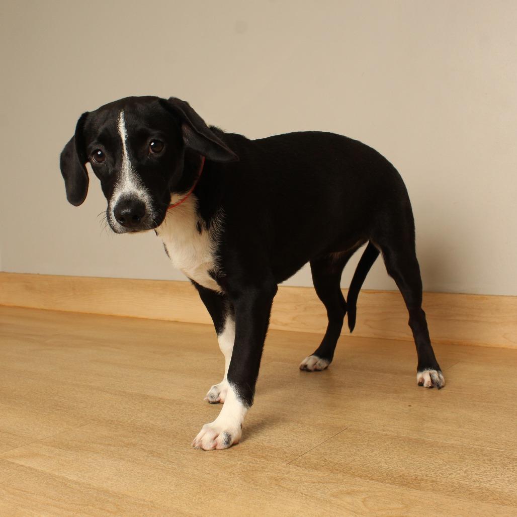 Enlarge Polly D71500, a Adoptable mixed breed in Minnetonka, MN image 4/6