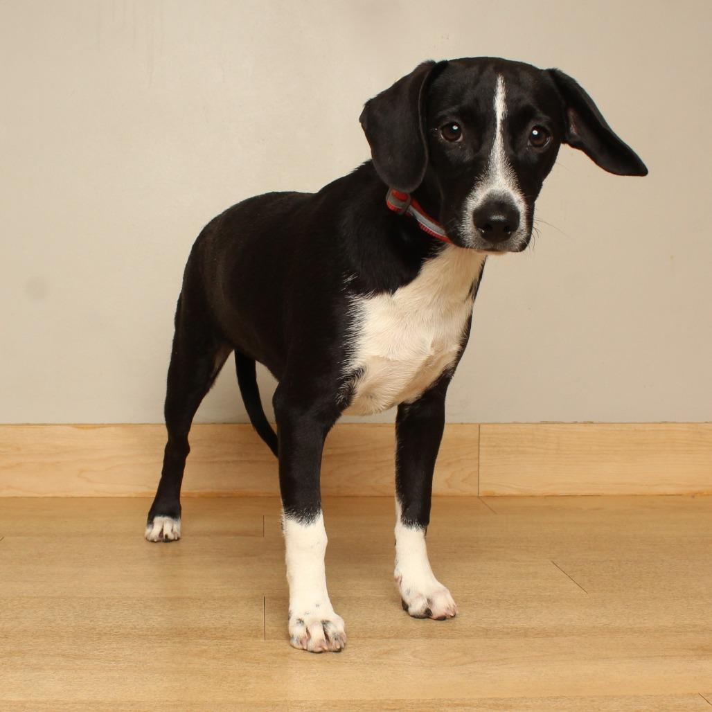 Enlarge Polly D71500, a Adoptable mixed breed in Minnetonka, MN image 5/6