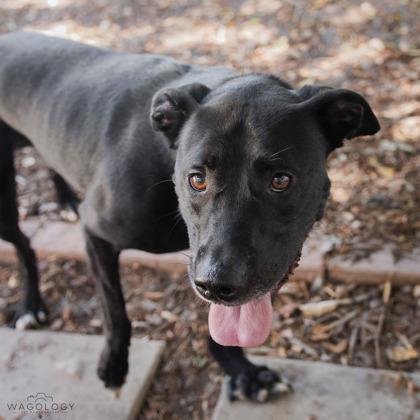Anakin, a Adoptable mixed breed in Largo, FL image 1/3