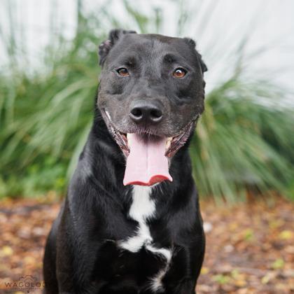 Anakin, a Adoptable mixed breed in Largo, FL image 2/3