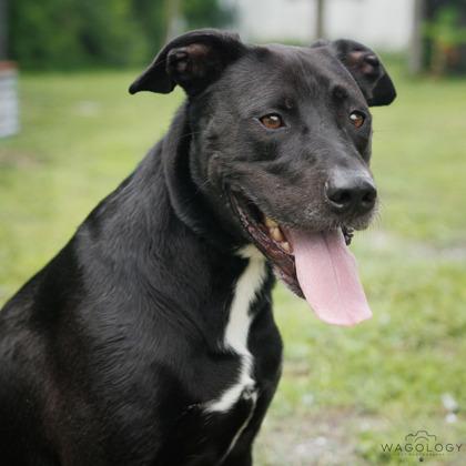 Anakin, a Adoptable mixed breed in Largo, FL image 3/3