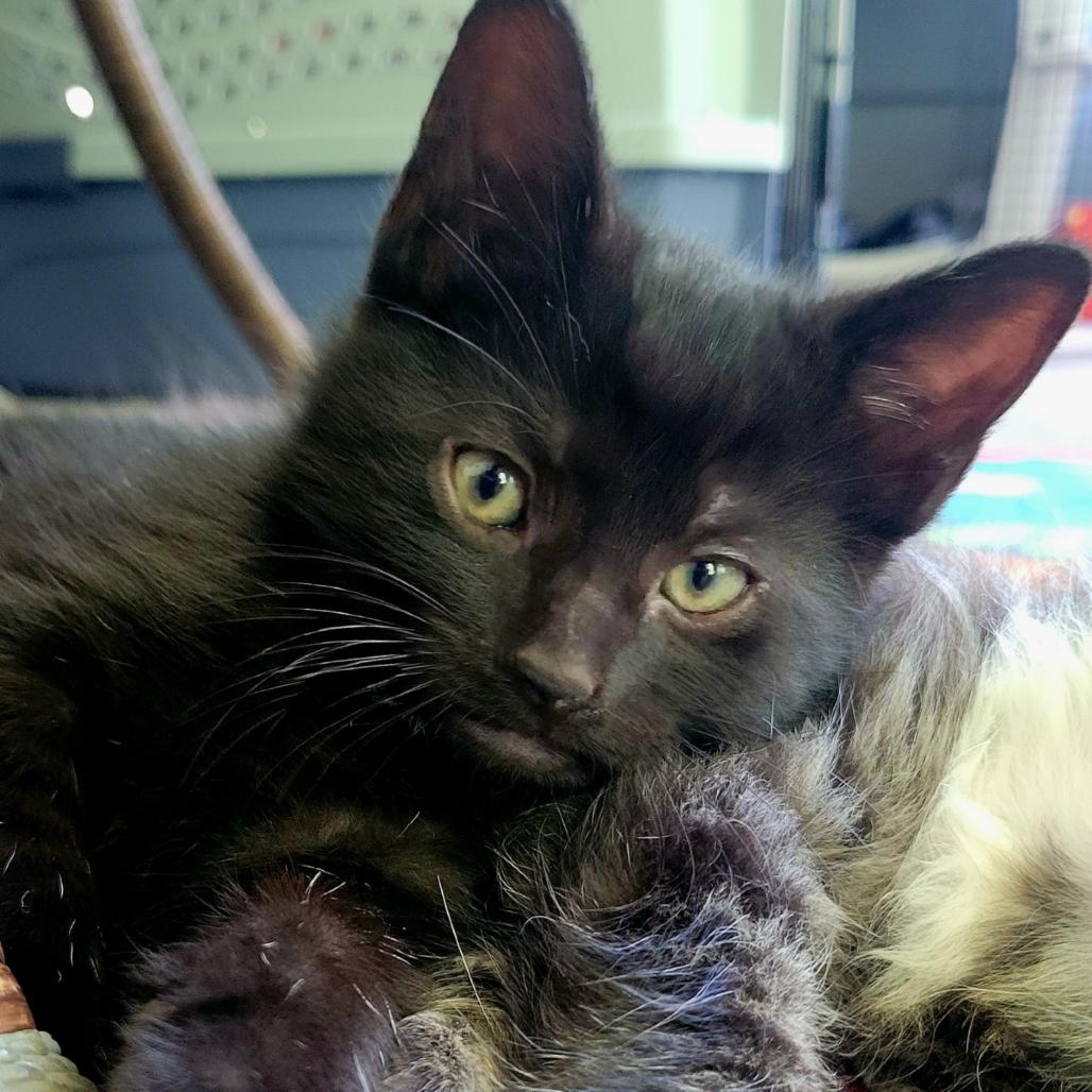 Gilligan (bonded to Gidget), Adoptable, Kitten Male Domestic Short Hair.