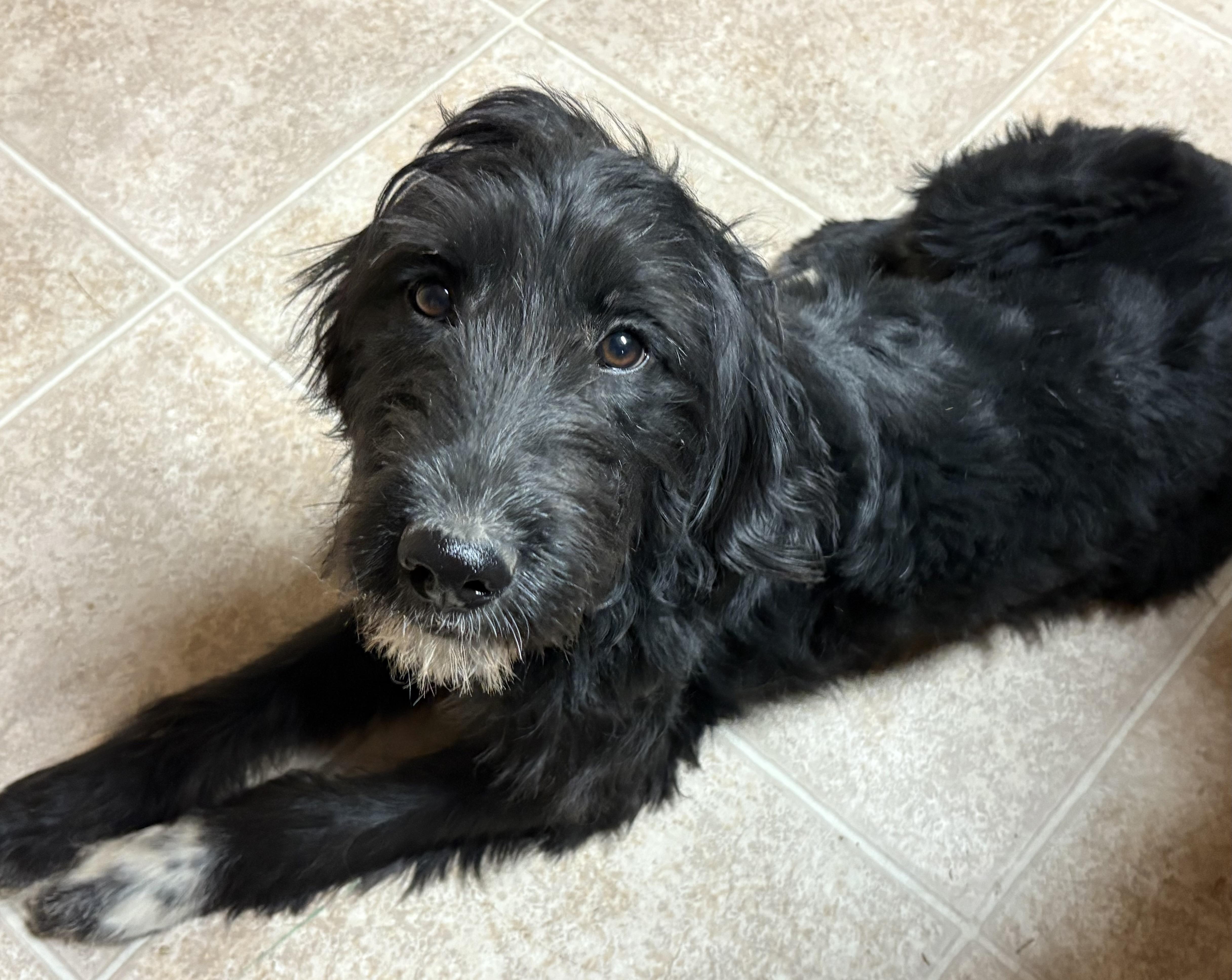 Enlarge Poppy, an adopted mixed breed in Ooltewah, TN image 5/6