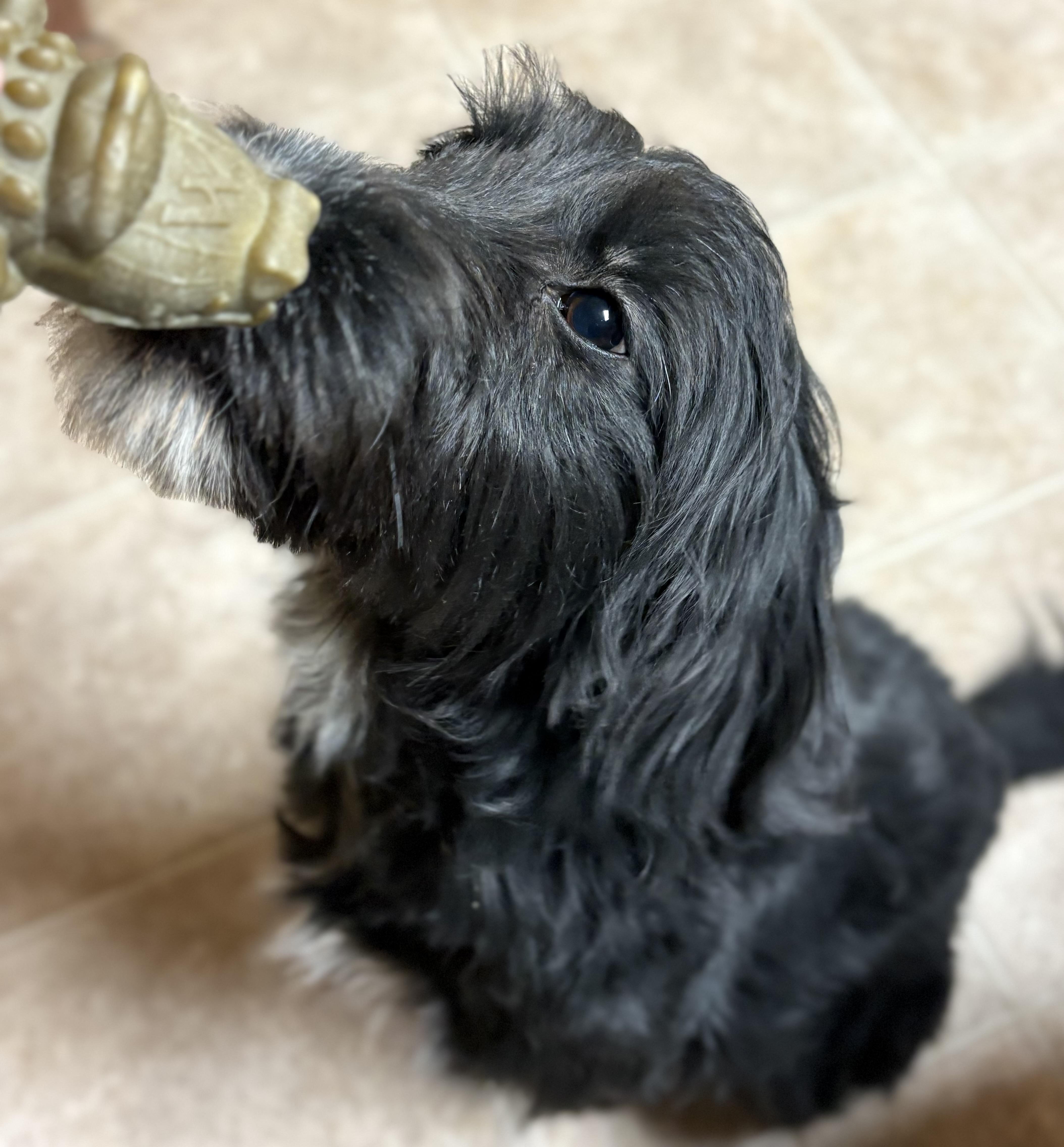 Enlarge Poppy, an adopted mixed breed in Ooltewah, TN image 6/6