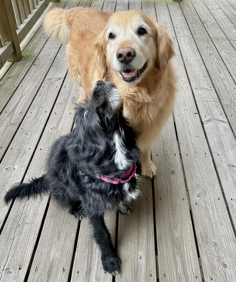 Enlarge Poppy, an adopted mixed breed in Ooltewah, TN image 3/6