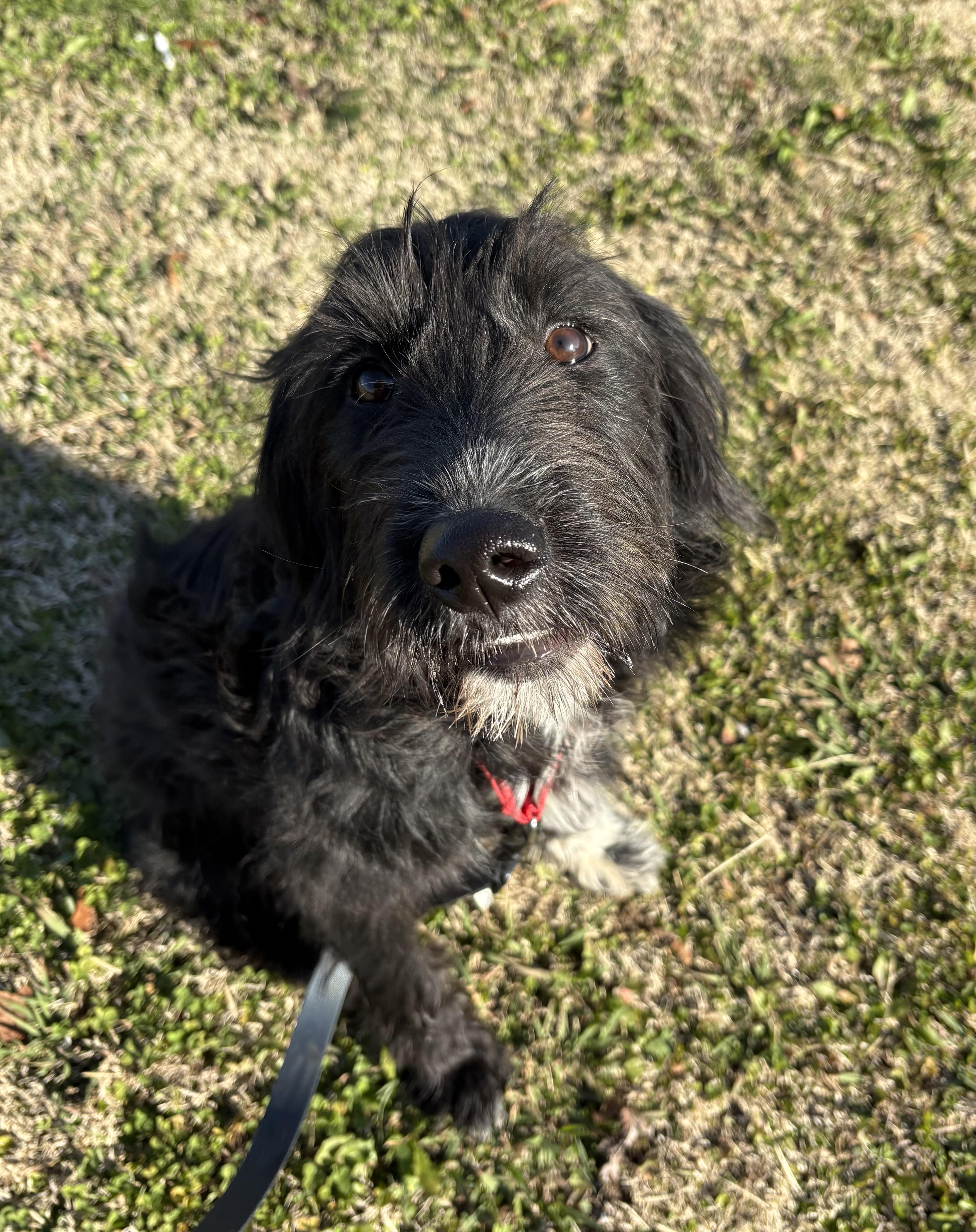 Enlarge Poppy, an adopted mixed breed in Ooltewah, TN image 2/6