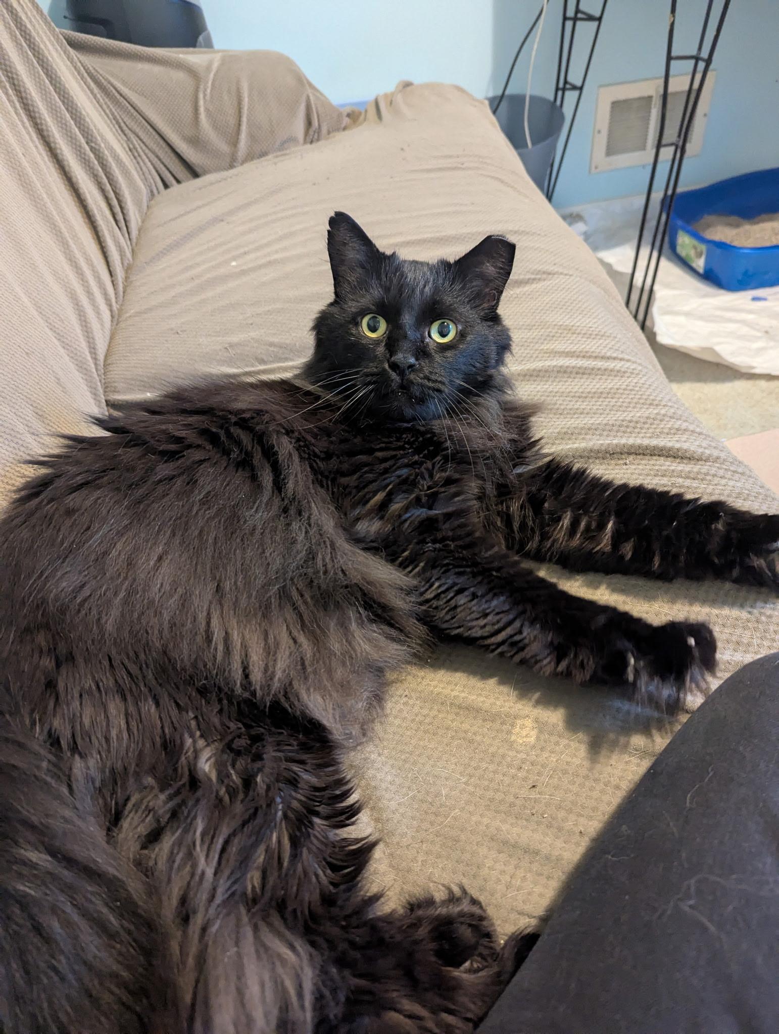 Enlarge Major, a Adoptable Domestic Long Hair in Rochester, NY image 1/2