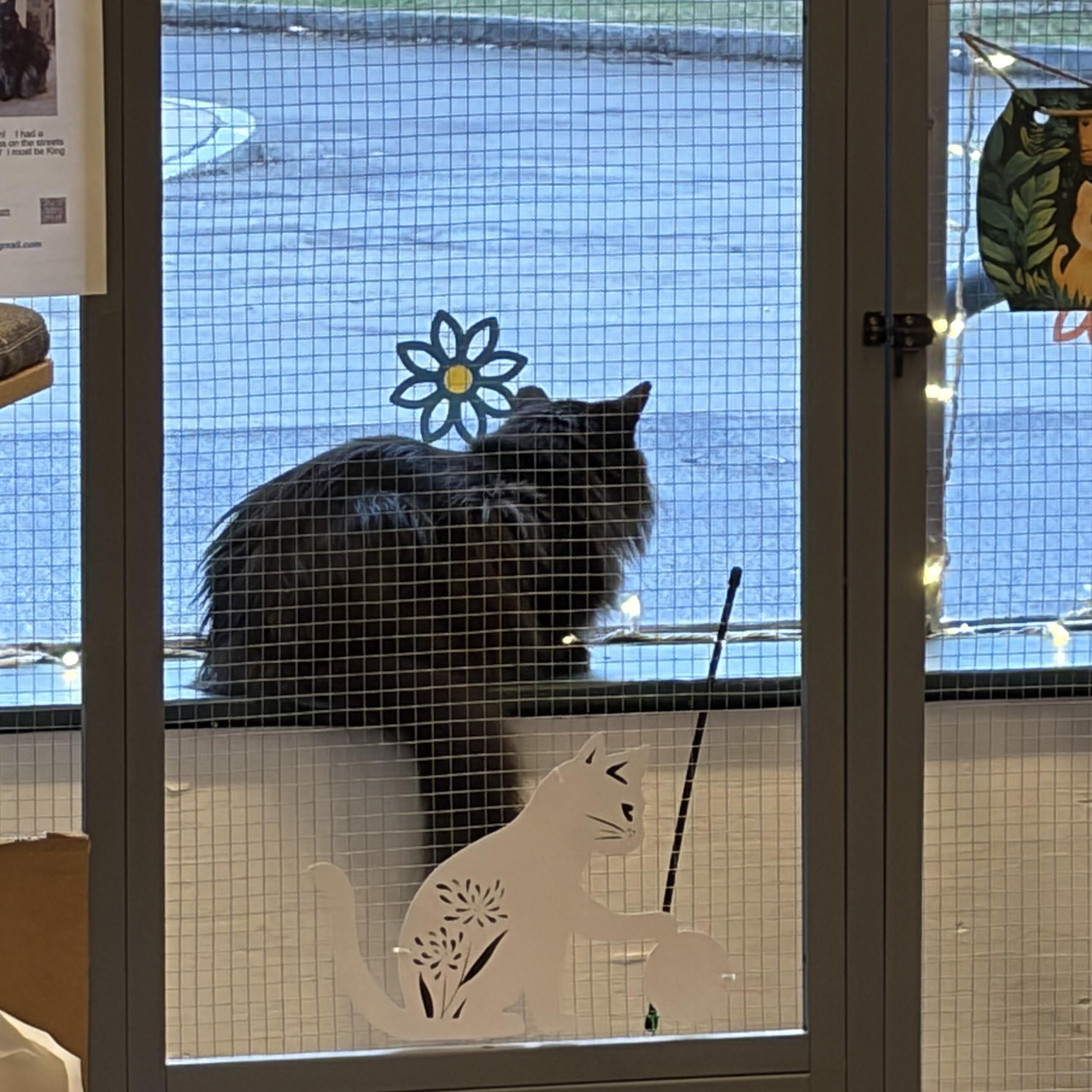 Enlarge Major, a Adoptable Domestic Long Hair in Rochester, NY image 3/3